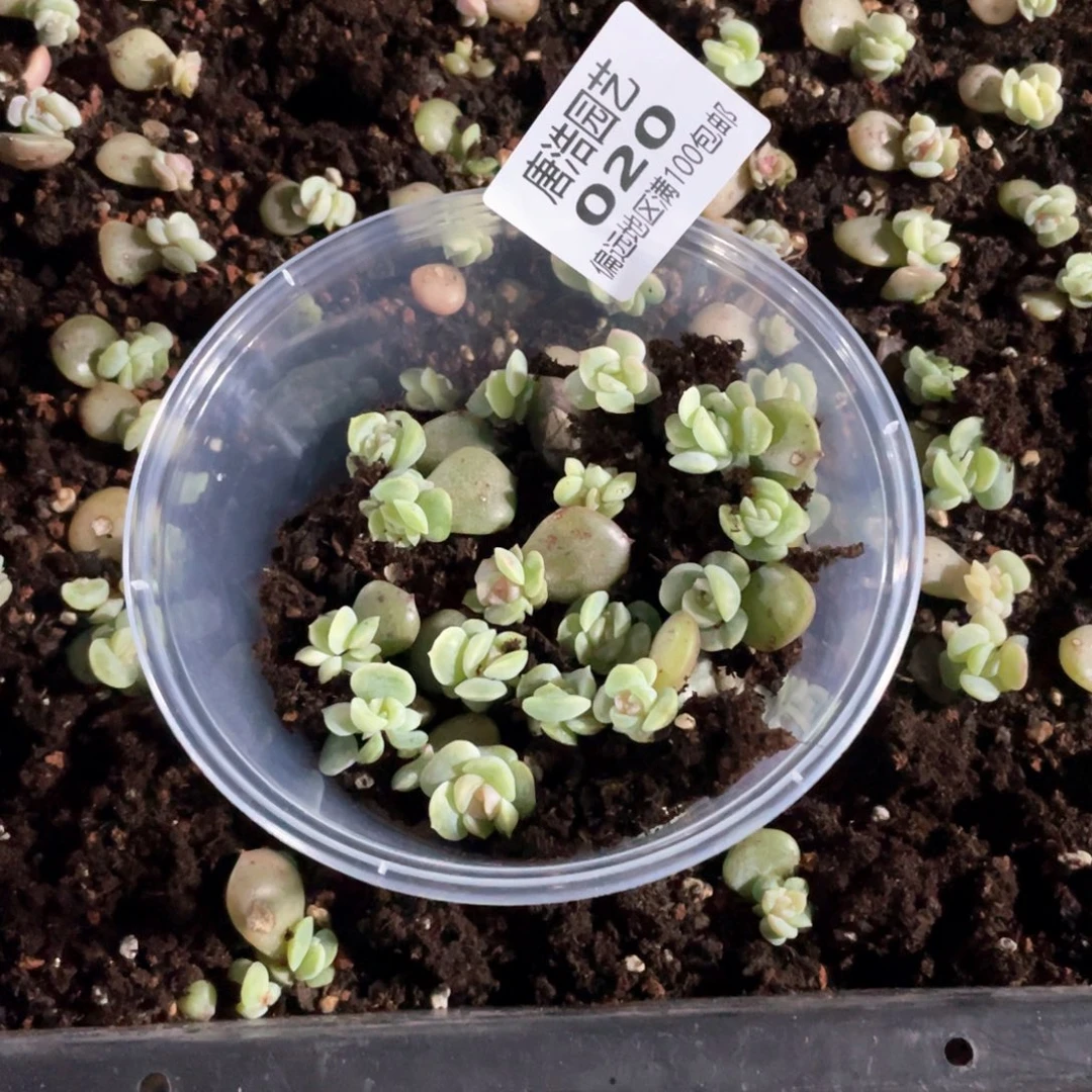 烟霞一物一拍020mmm