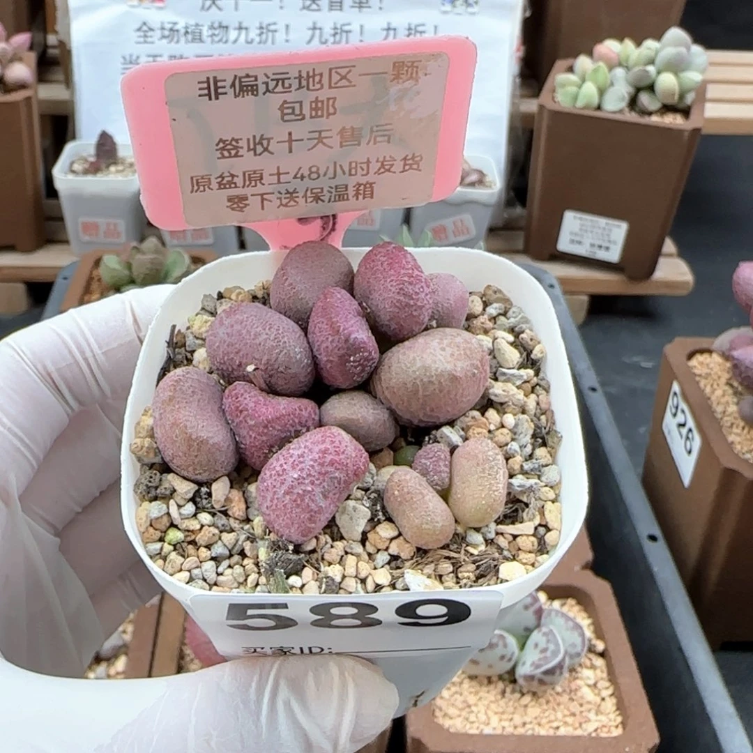 589夏娃多肉植物