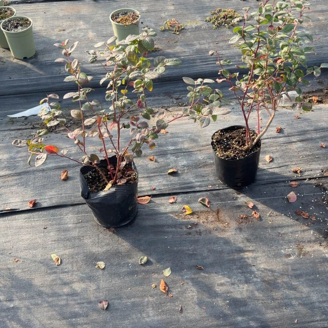 大钵11一颗有炭疽叶子