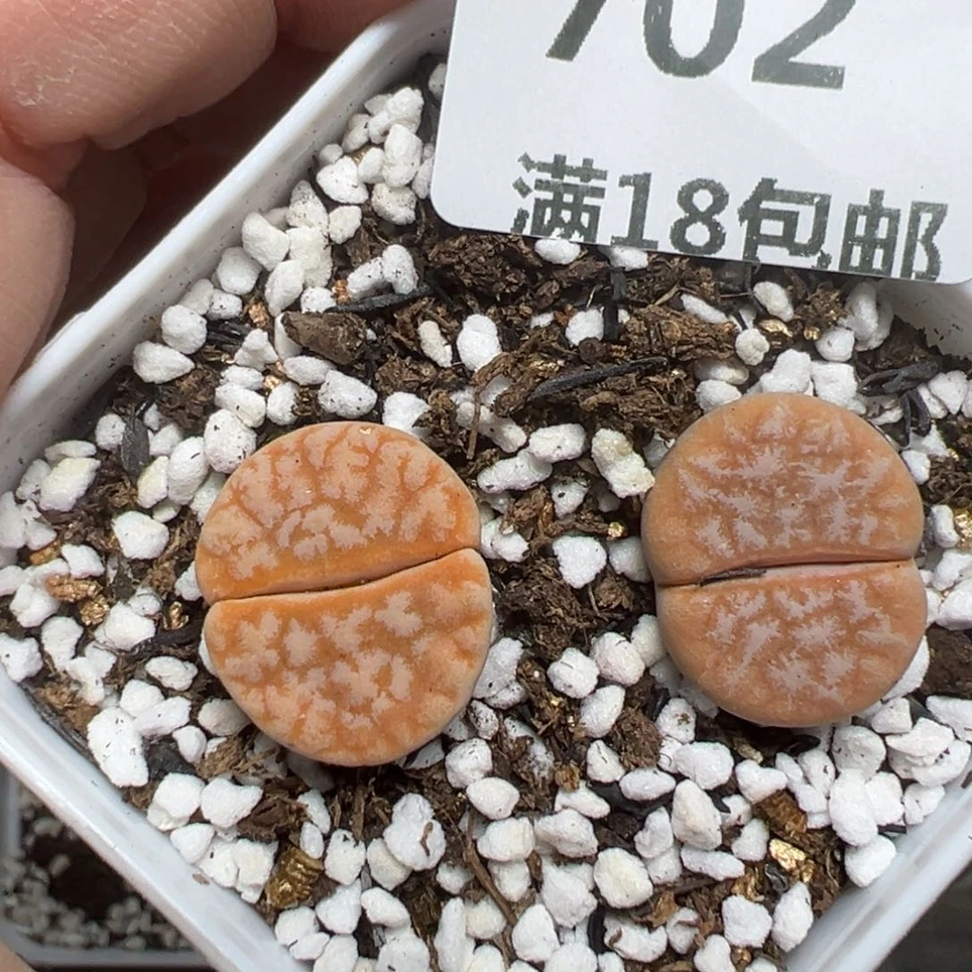 【闪购商品】702……