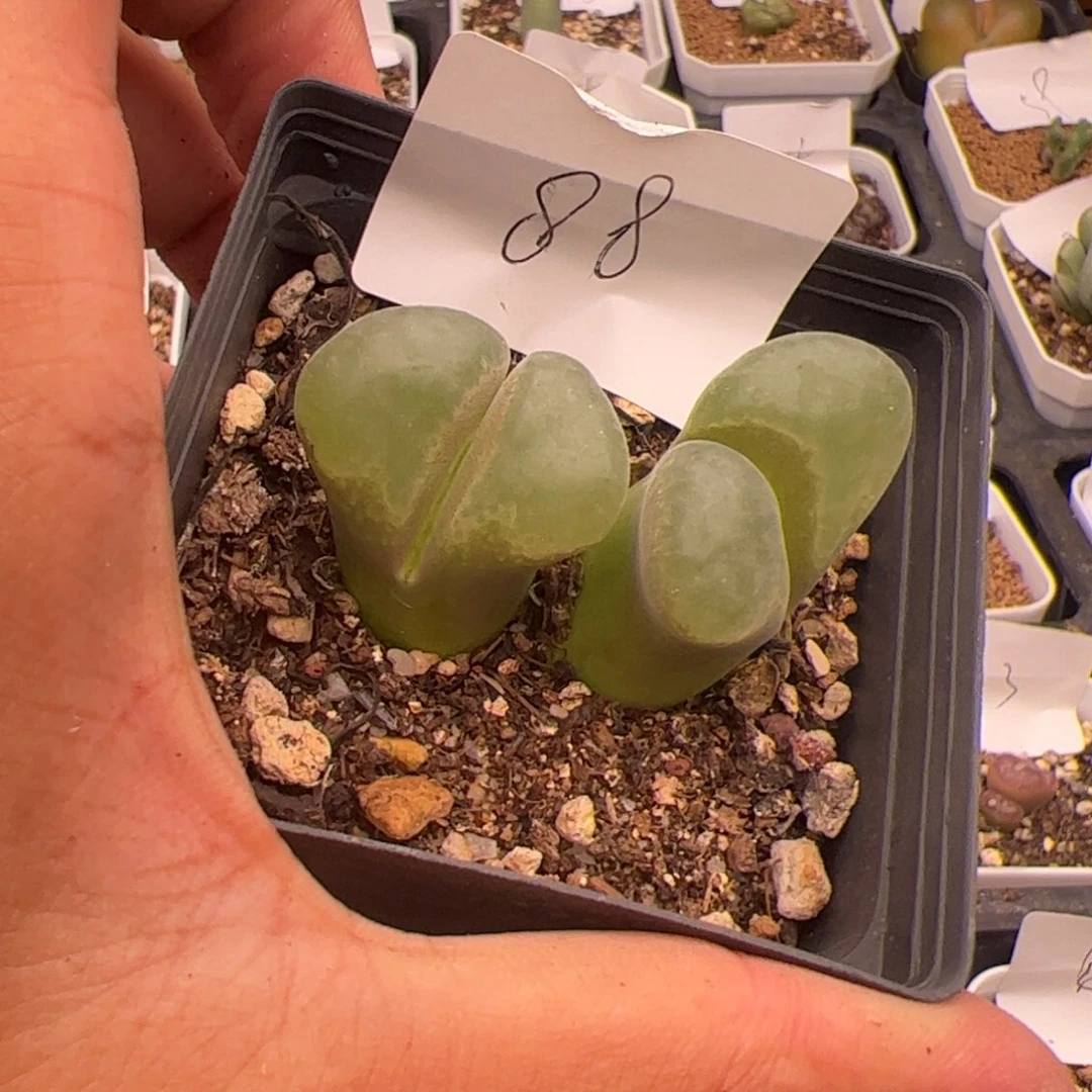 9.5福利多肉植物88