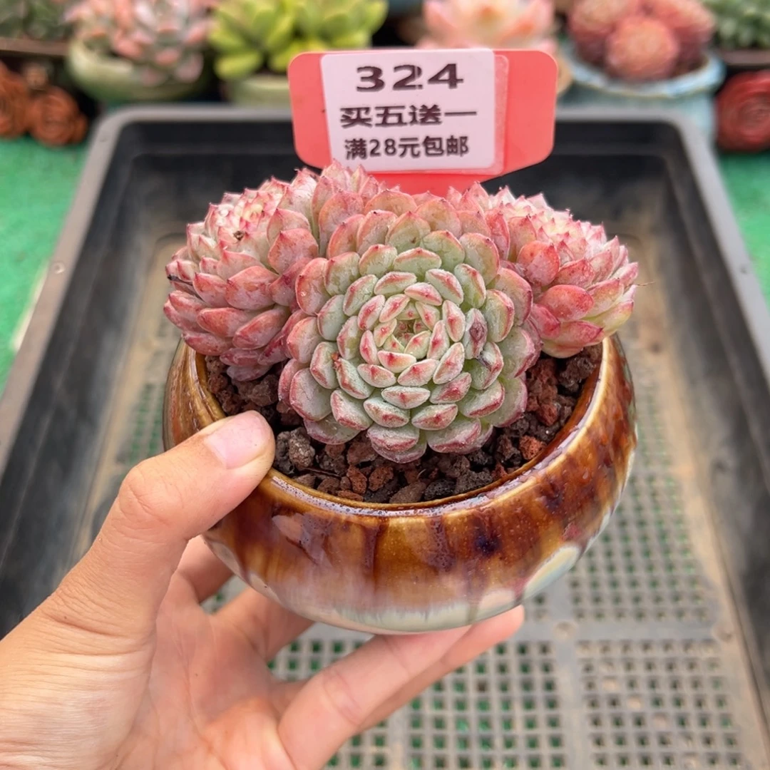 表妹精品多肉植物324.