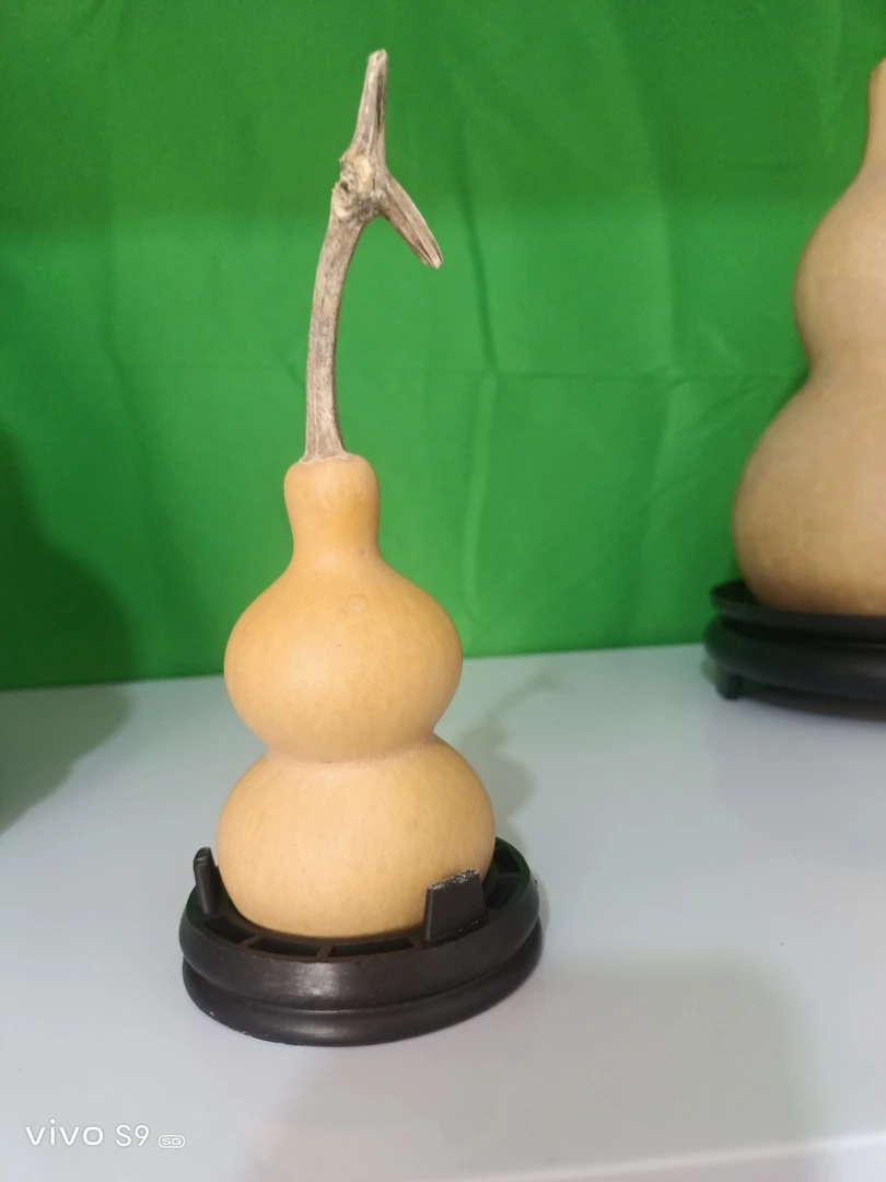 自然生长精品葫芦