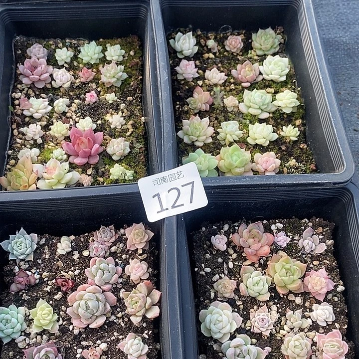 127 多肉植物盆栽花卉