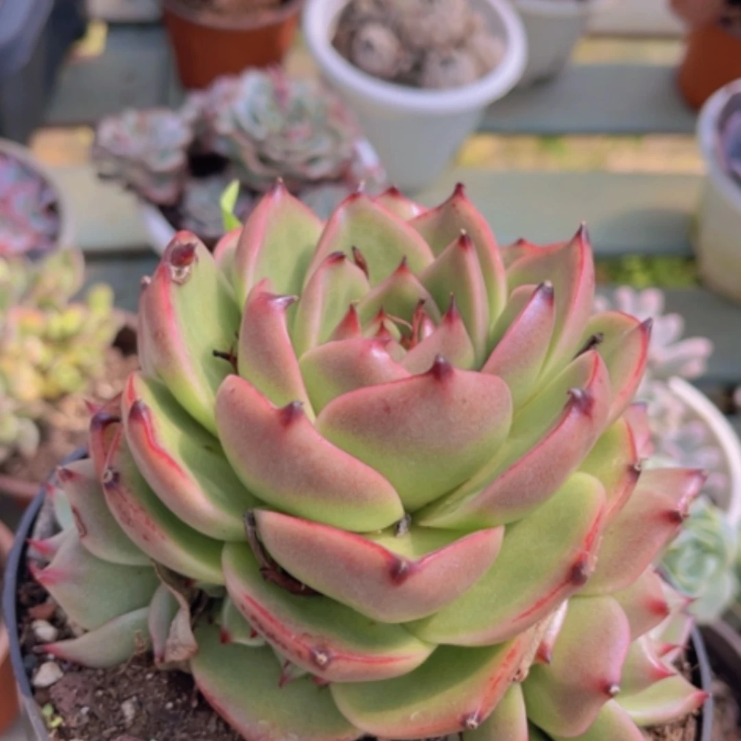 【闪购商品】蓝龙1302