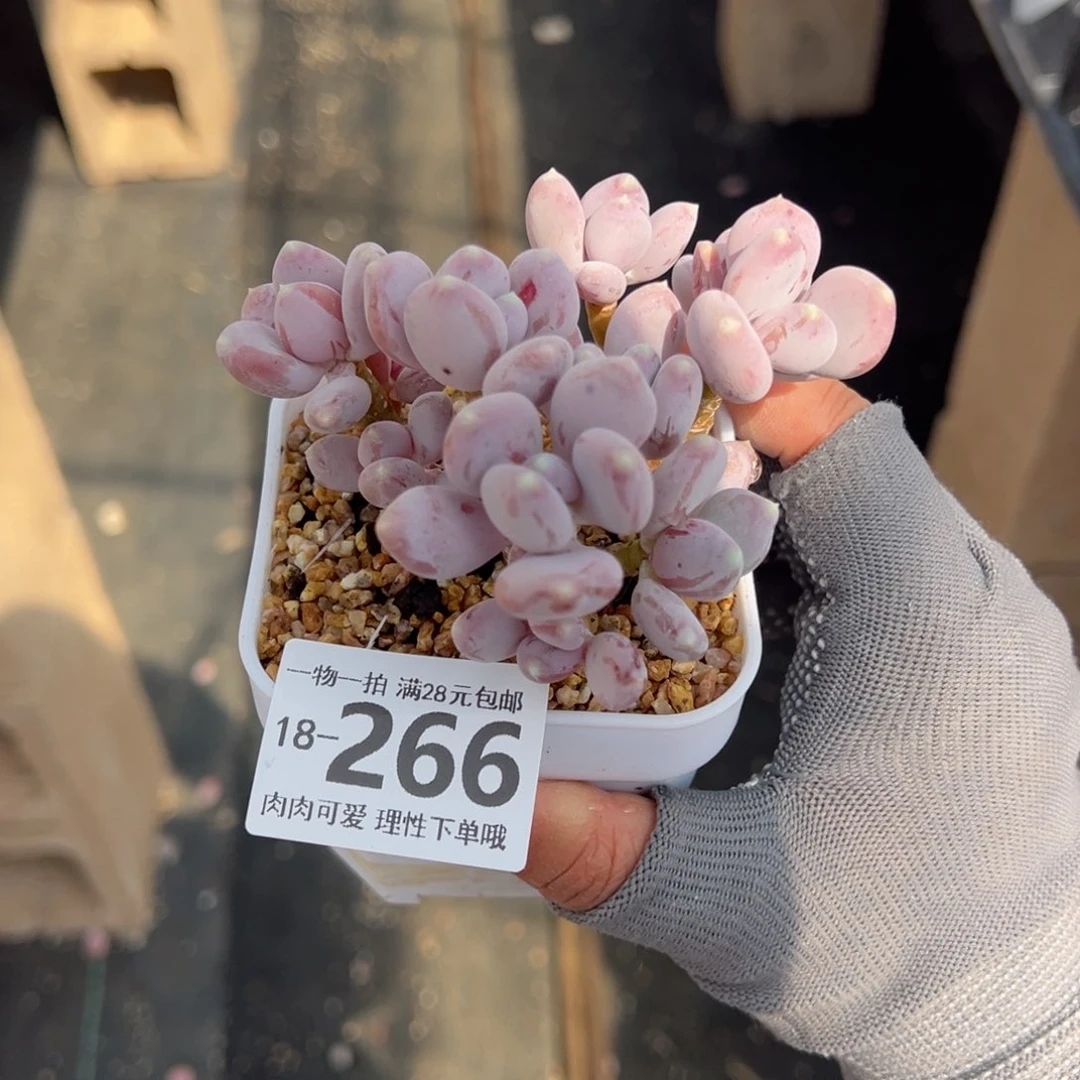 ?****?稻田姬多肉多肉多肉多肉