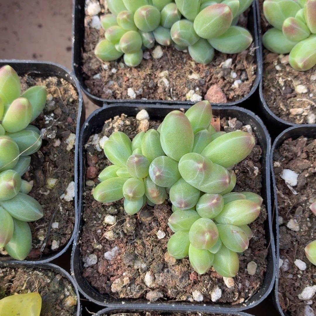 千代田多肉9.9包邮发货