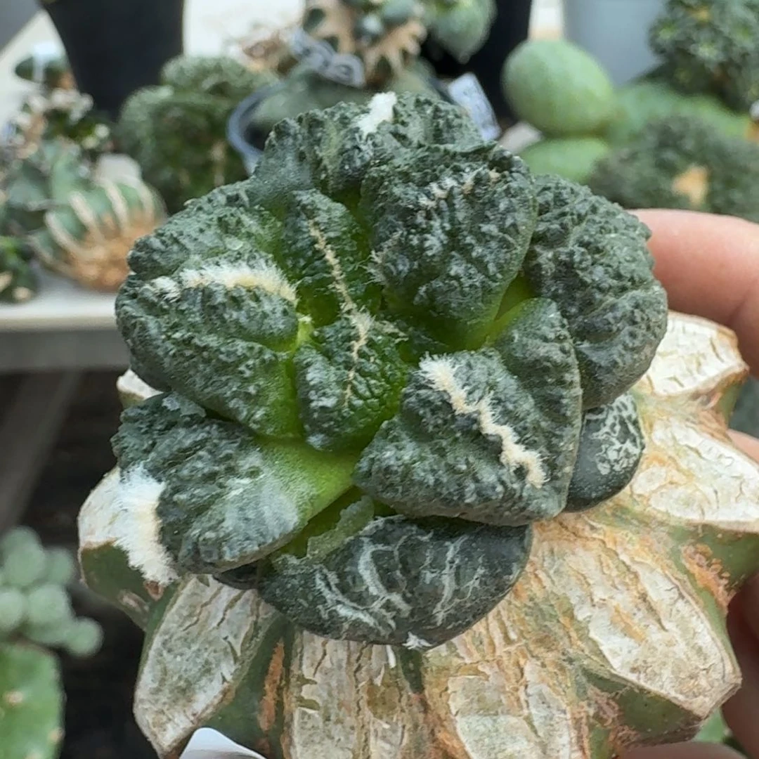 【闪购商品】无花朵太*美龟甲连山127