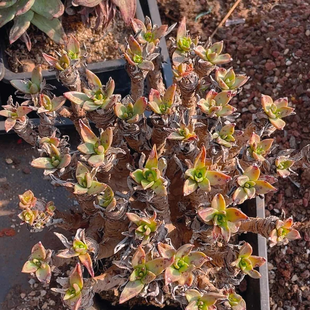 【闪购商品】微瑕野货绿苹果