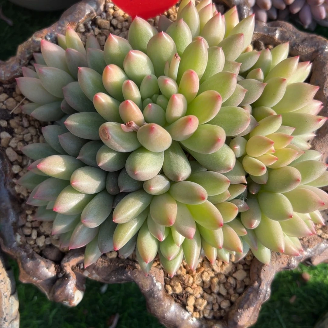 晓**喜多肉植物一物一拍