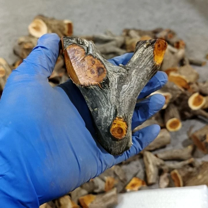 风***梦香榧木崖柏原叉崖柏原叉崖柏