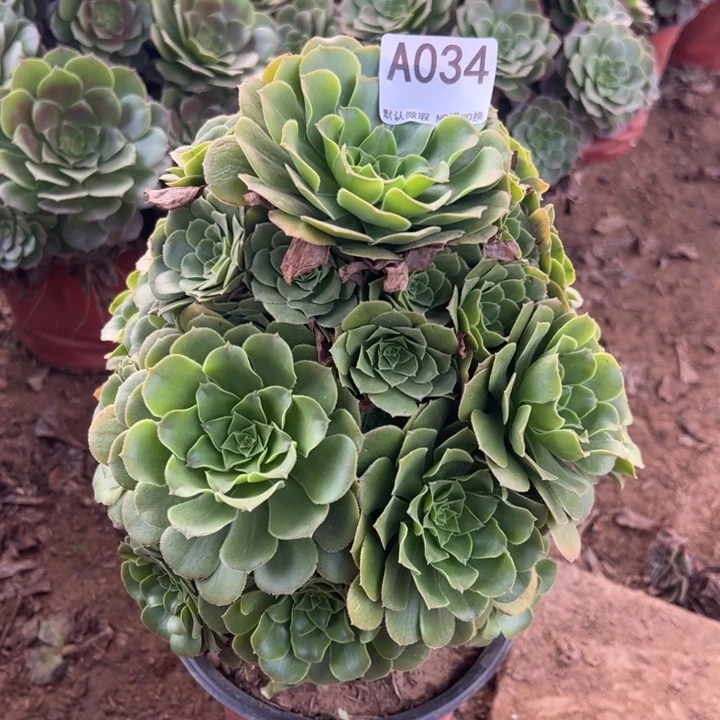 绿杨蓉多肉植物034.