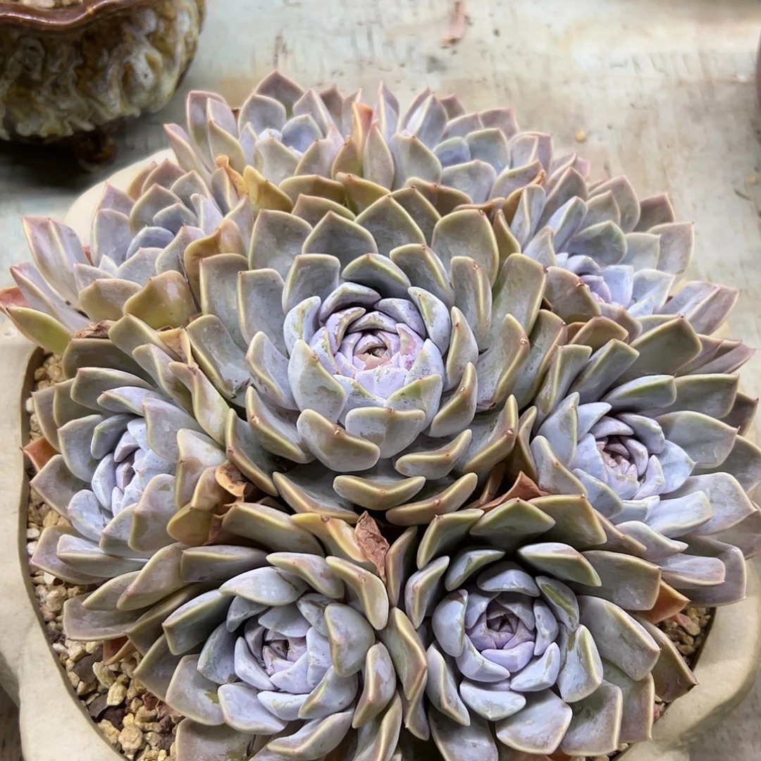 汉堡48 零零多肉植物