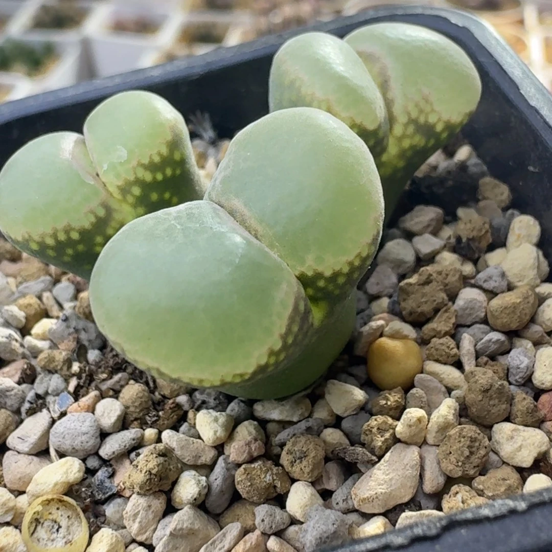 48号三头风铃一物一拍