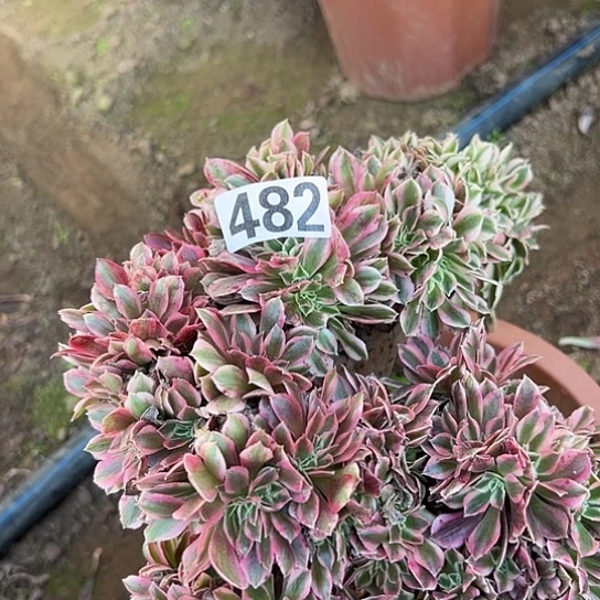 自***好多肉植物一个女巫482