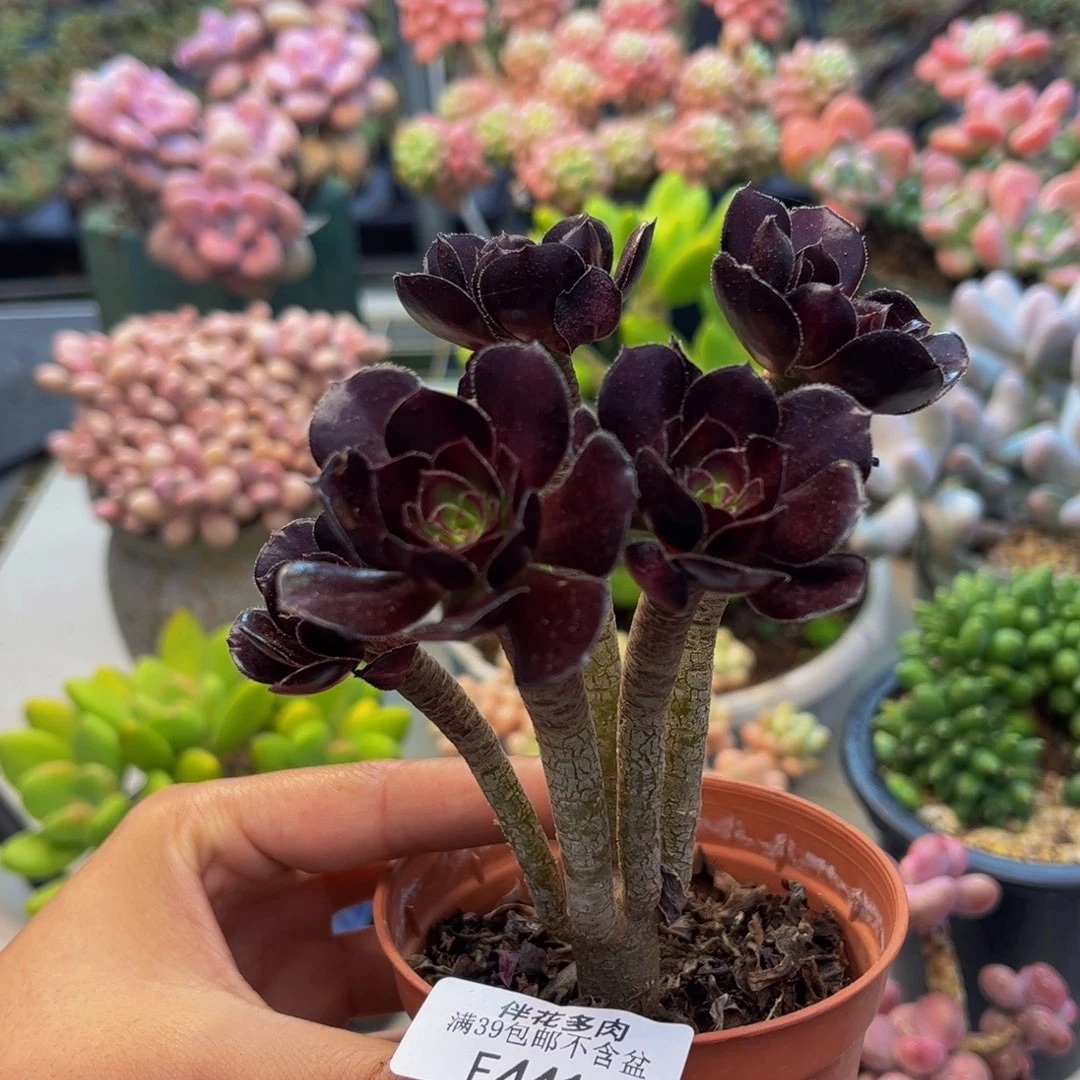 441-丸叶法师多肉8cm