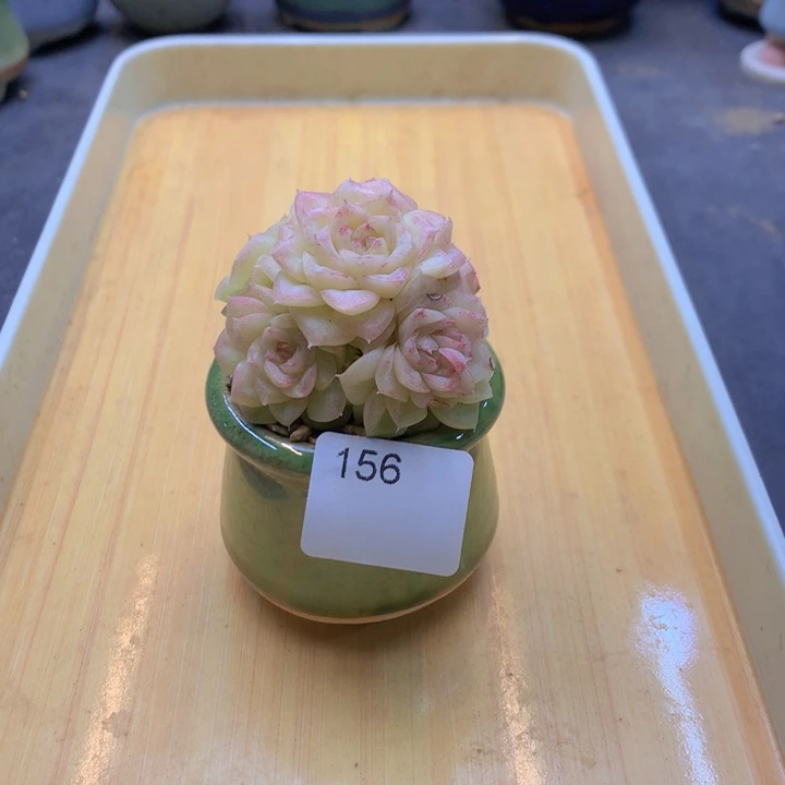 ?****?156，小暖福利多肉