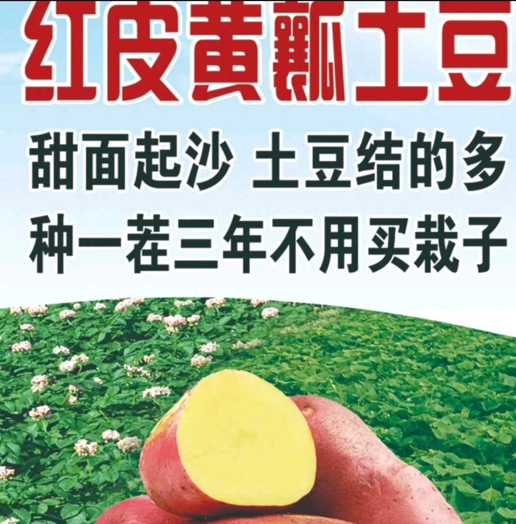 雪川红红皮种子10斤