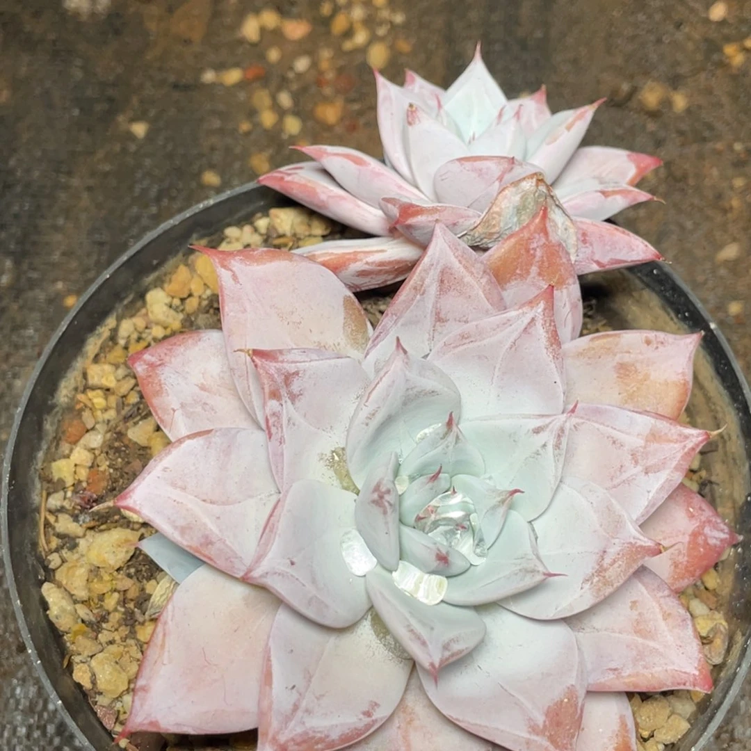 卡系大双头13公分