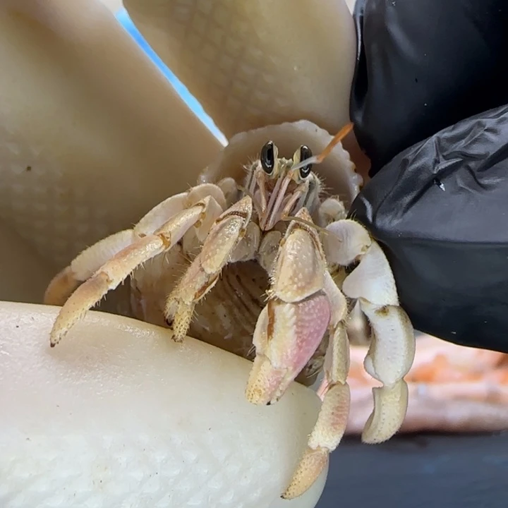 A13粉钳 灰白0.9cm口径