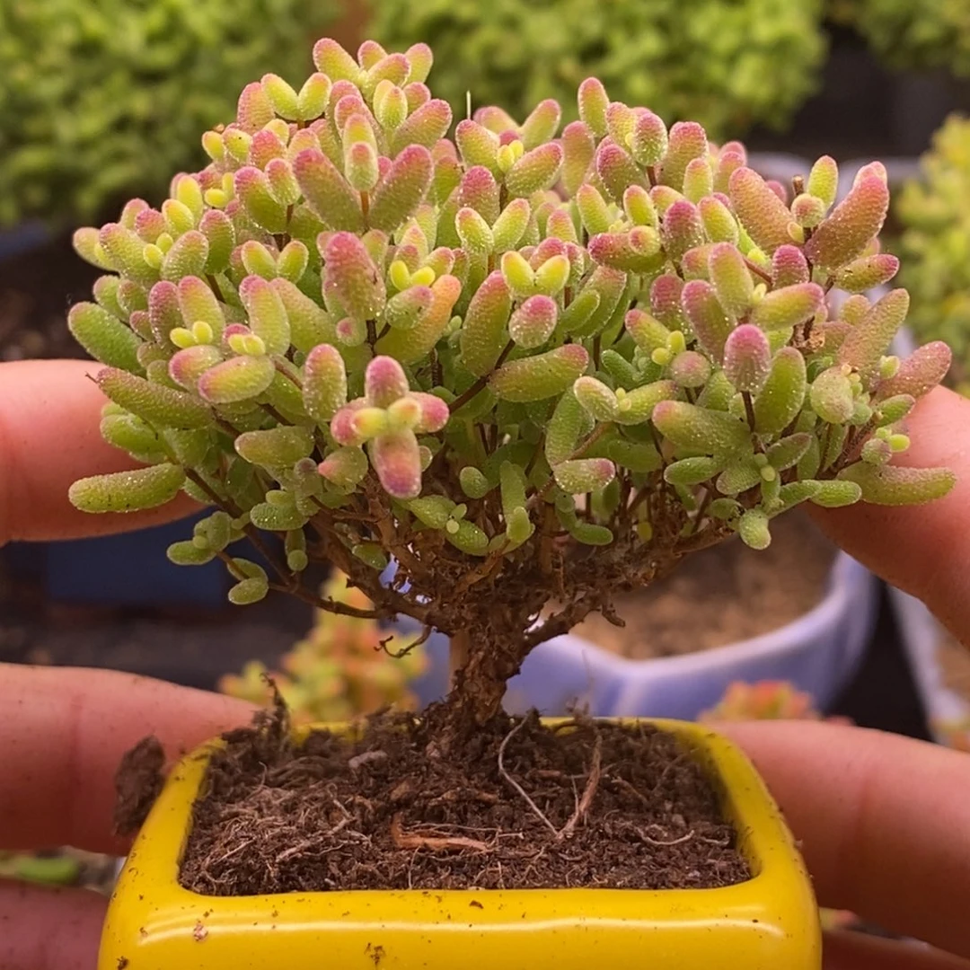 195蜜橘糖球。