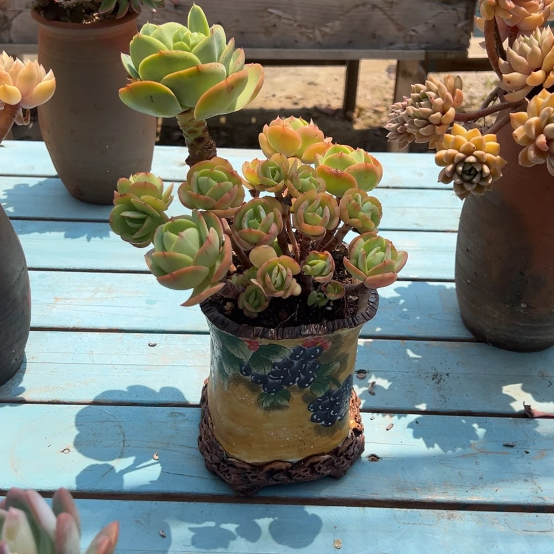 ^****碧桃多肉植物脱土