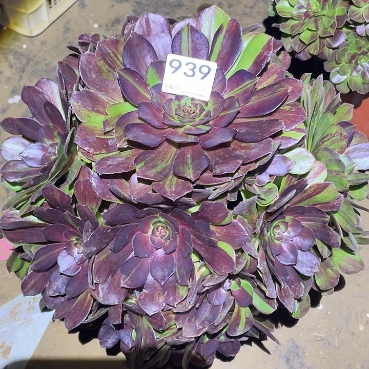 橙****?多肉植物断枝不包898补差价换成939花月夜