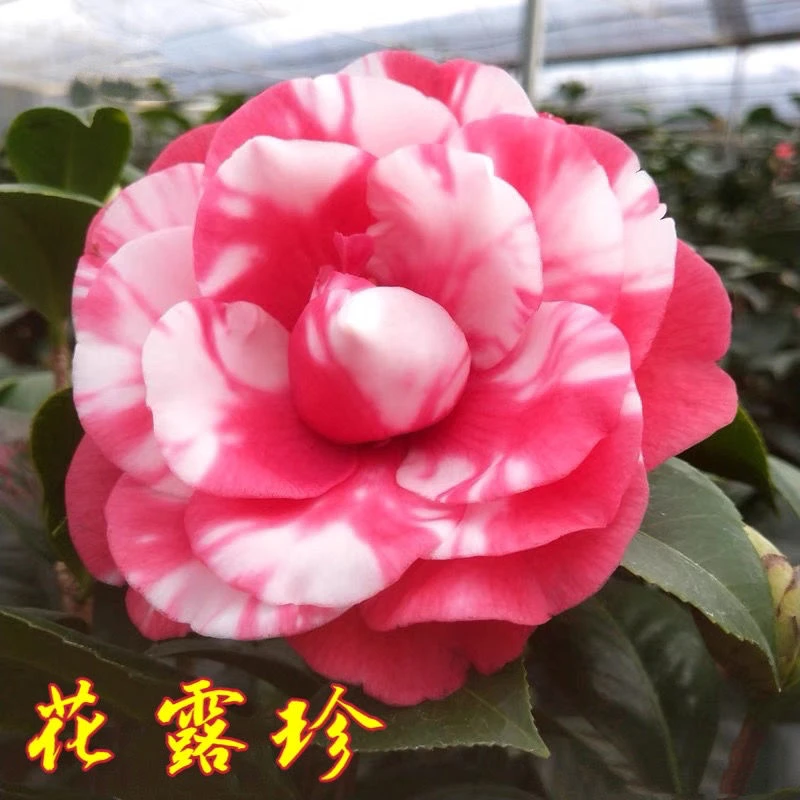 福建龙岩茶花基地花露珍花绣球花蝴蝶红露珍茶花树苗盆栽阳台庭院