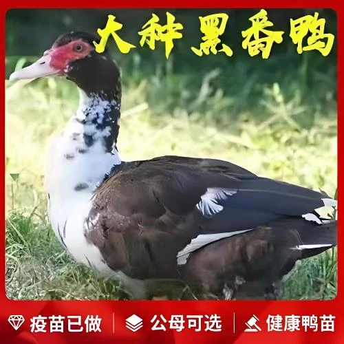 宠物鸭 罗纹鸭 番鸭  【顺丰包邮】