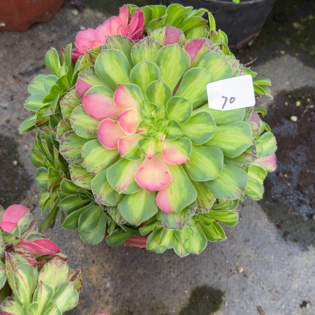 70知否多肉植物系