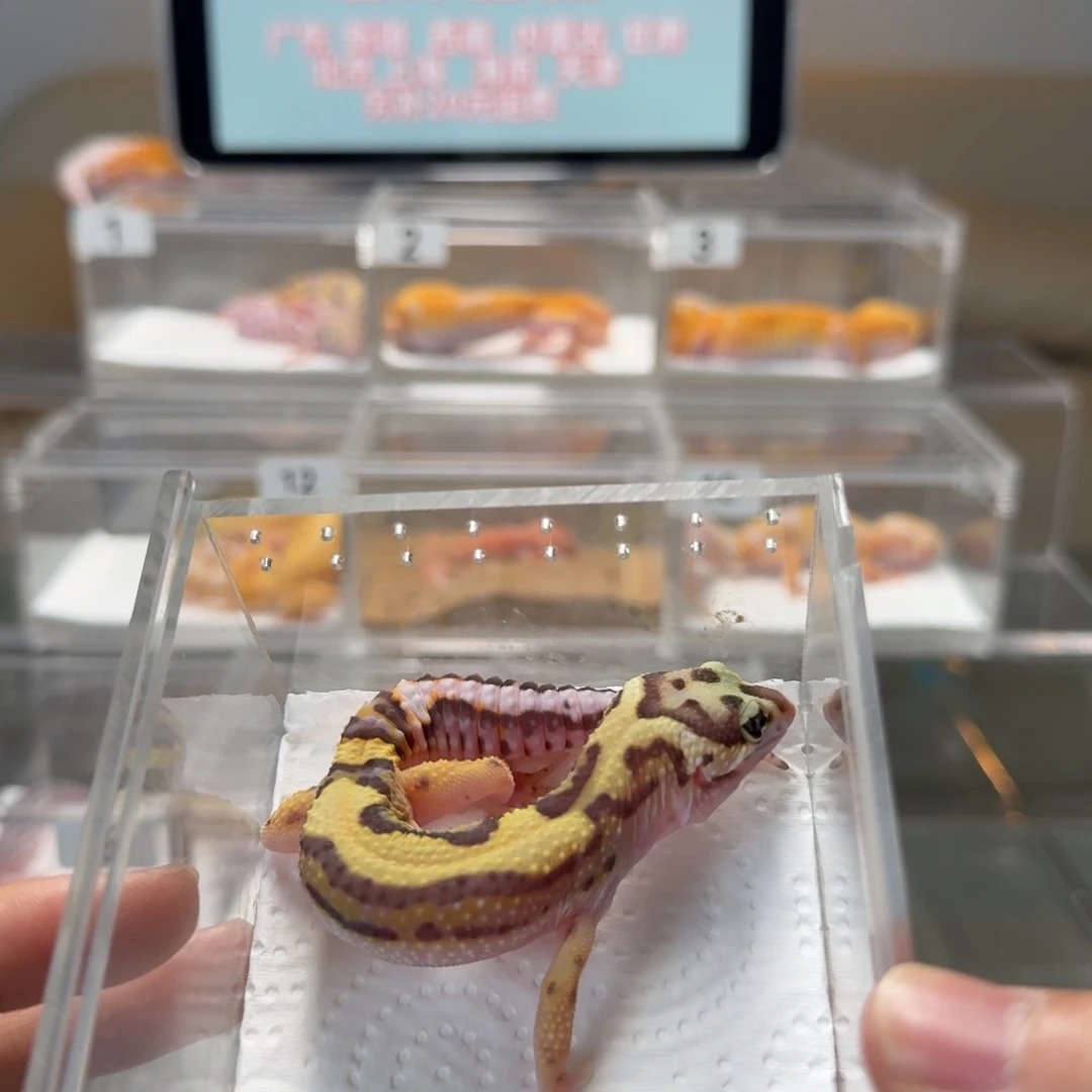 豹纹守宫缺眼帘 土匪弟弟