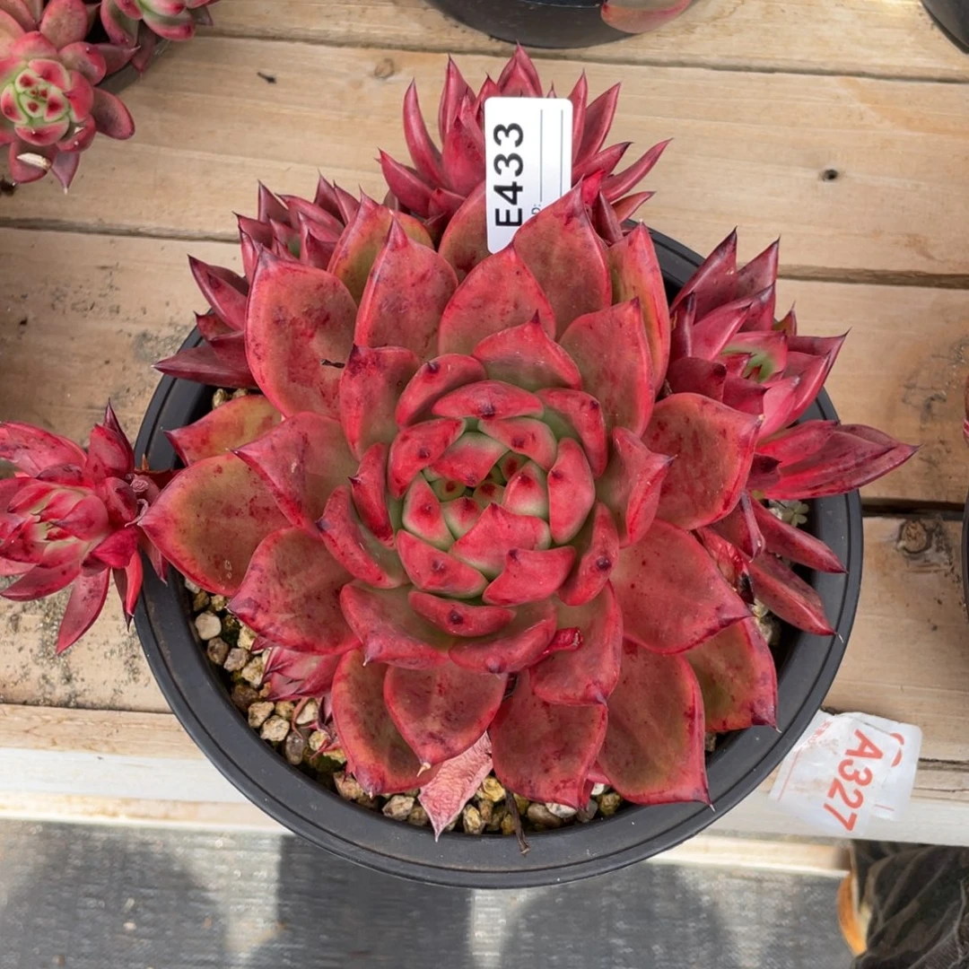 无花朵若如东云单拍E433