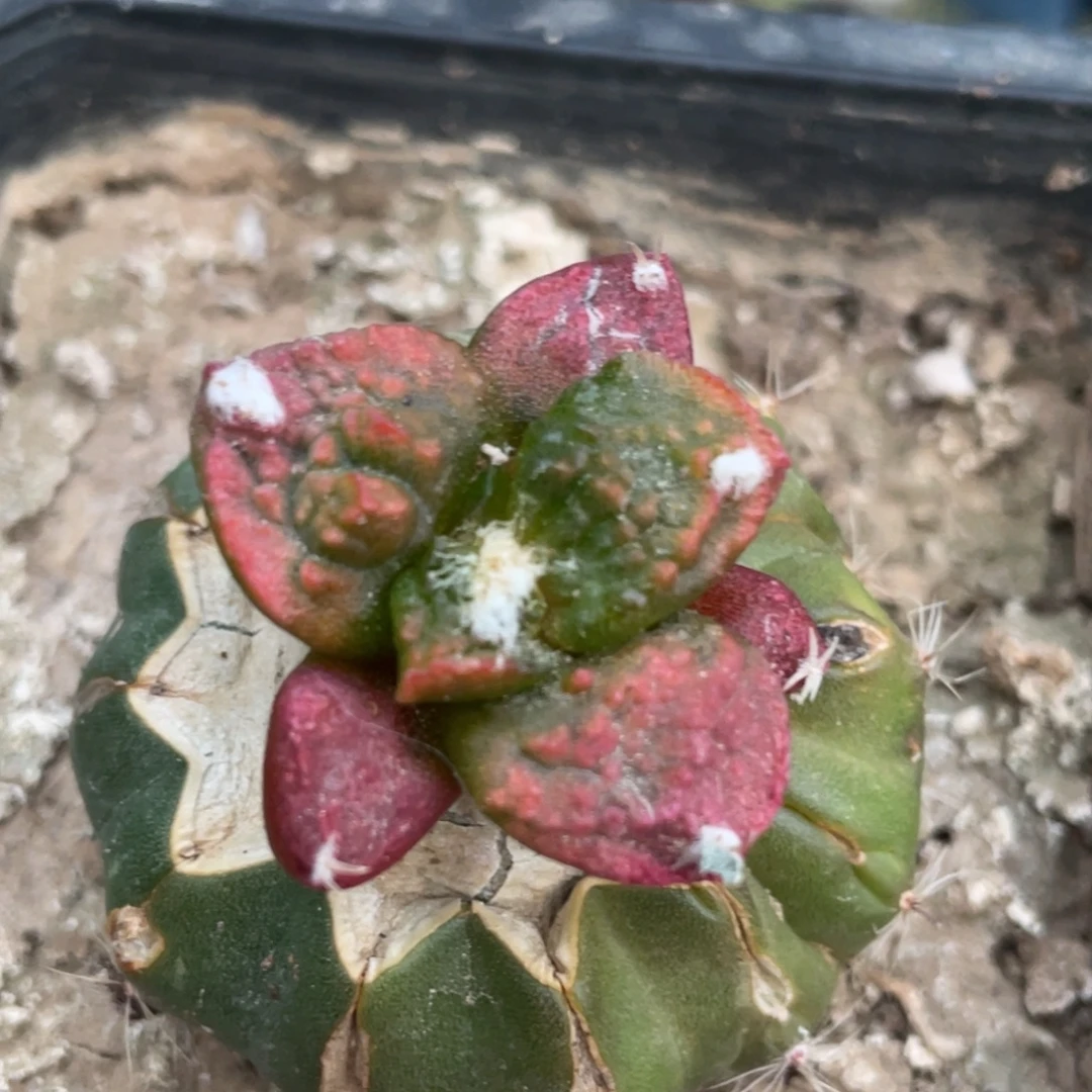 全部花朵牡丹锦075