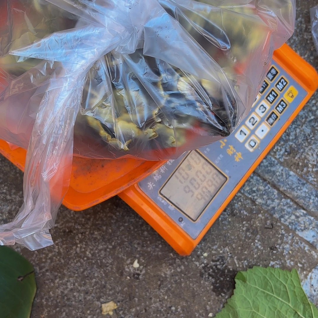 ***中国大陆干巴菌过猪油1斤