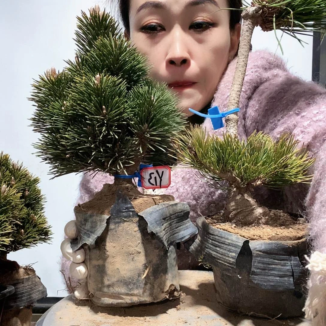 无花朵植物形态多年生草本