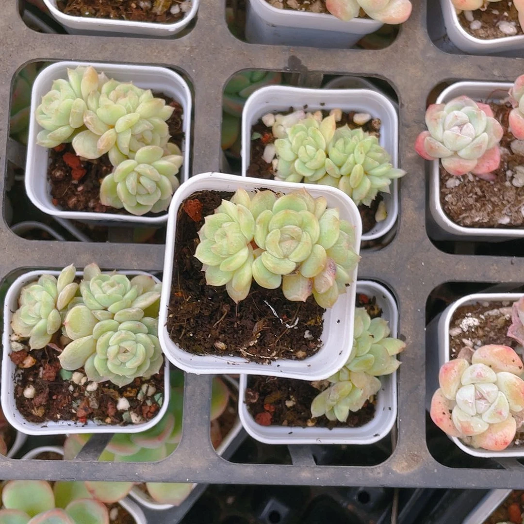 洛*?四头白恋不包整盆一个满25包邮