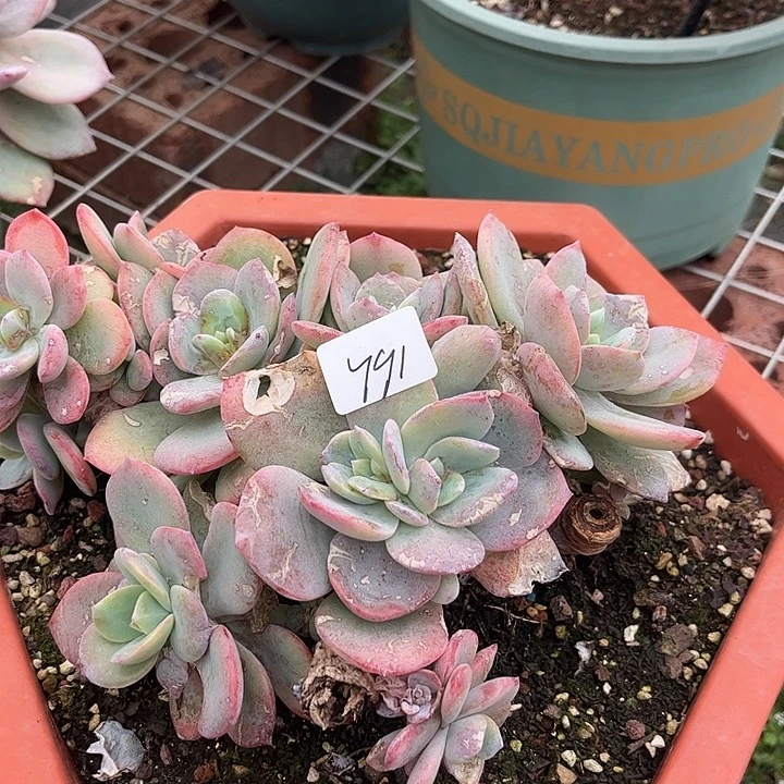 斯***虹791白凤不售后脱土发货不退不换