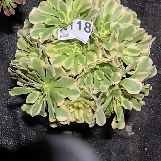 118绿豆沙法师3-7