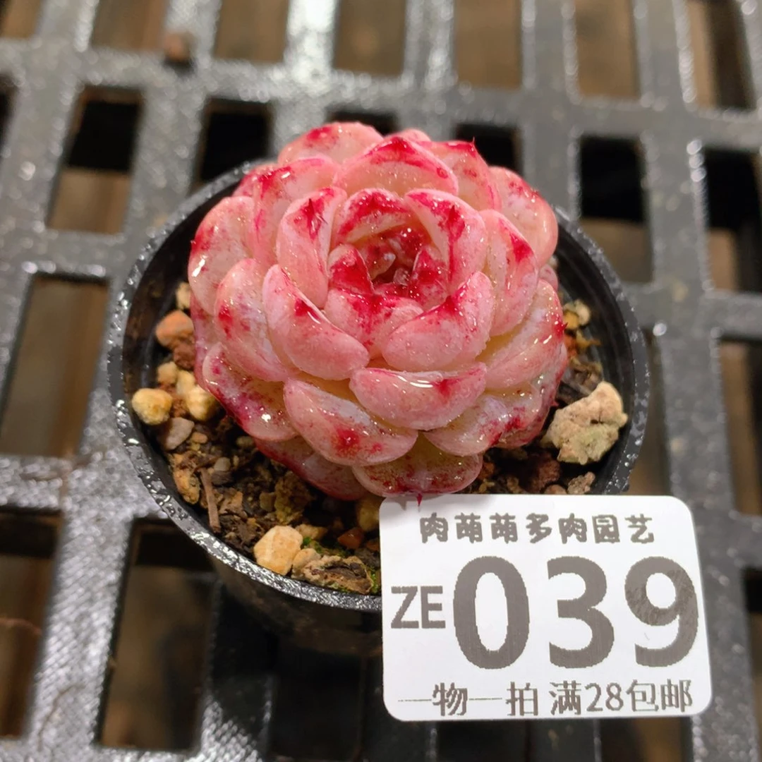 肉萌萌拇指盆精控多肉ZE039