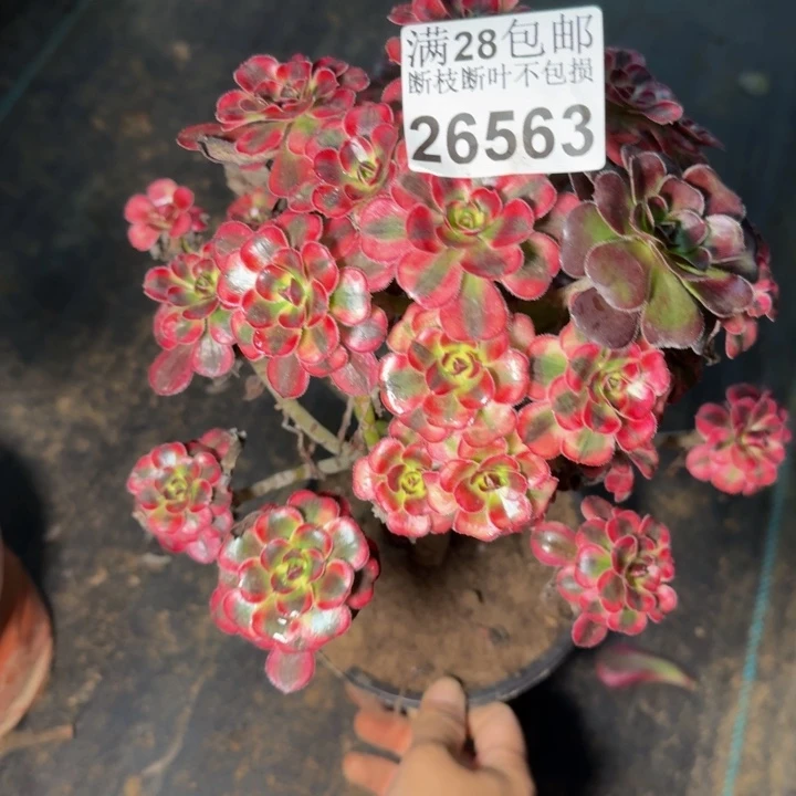 星***26563南香奈儿多肉植物