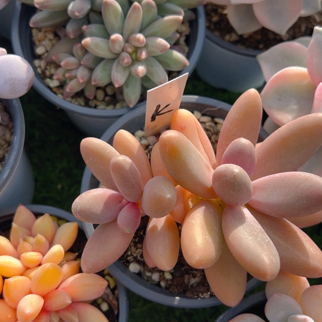 香玉等多种名贵的产品