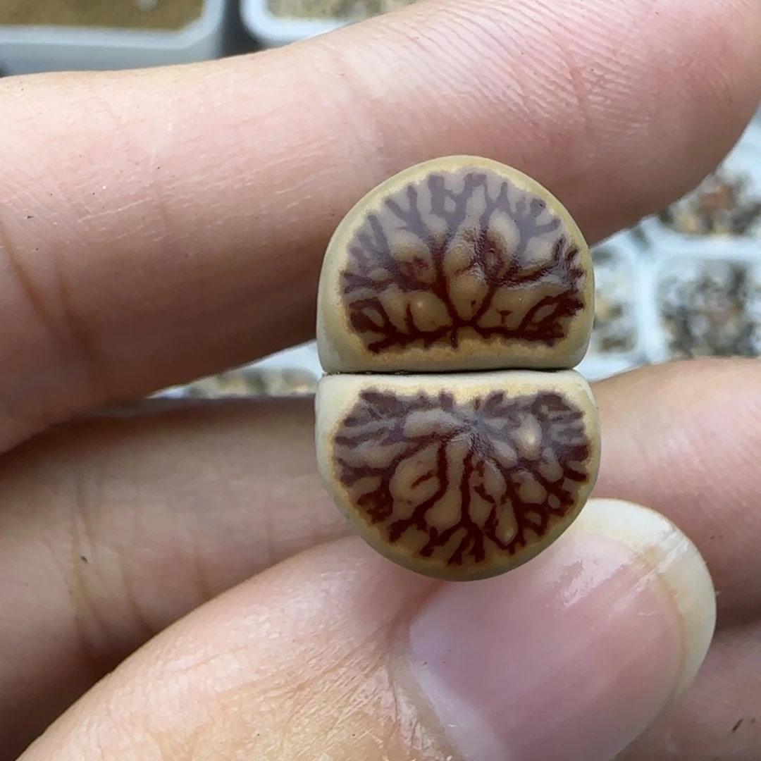 275 透窗血管纹清框福利30包邮