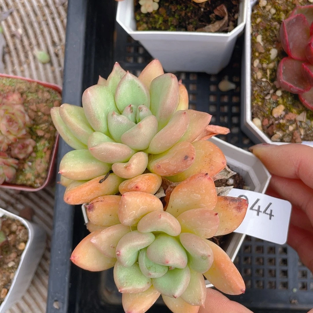 944。奶油鄂梨。