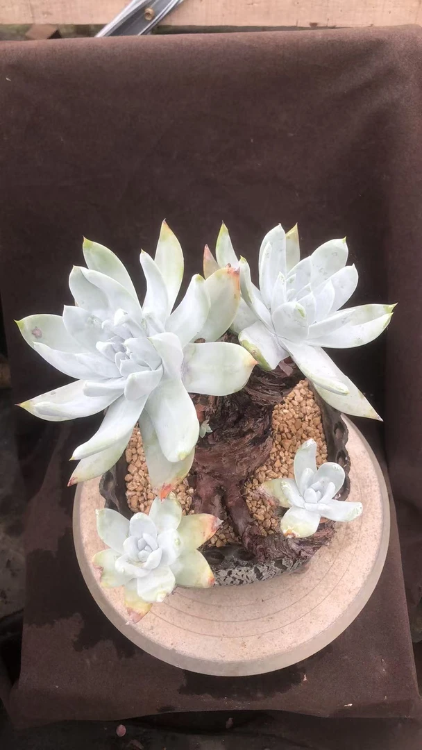 塞丽娜造型老桩精控