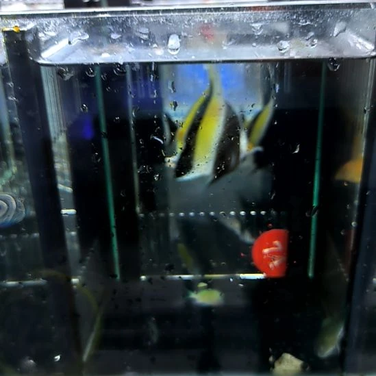 海水鱼神像7+9+/240两条/邮费40/4-34-74