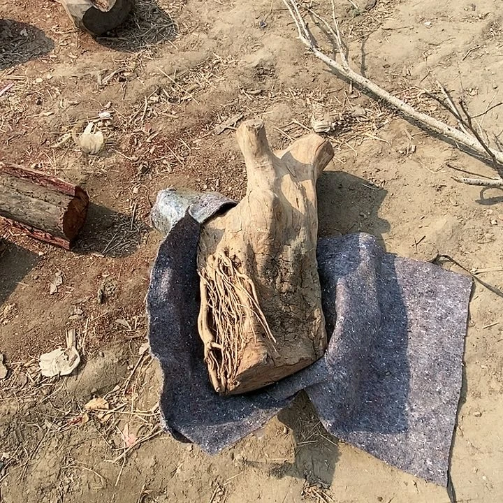 木石****雨223毛料毛料毛料毛料