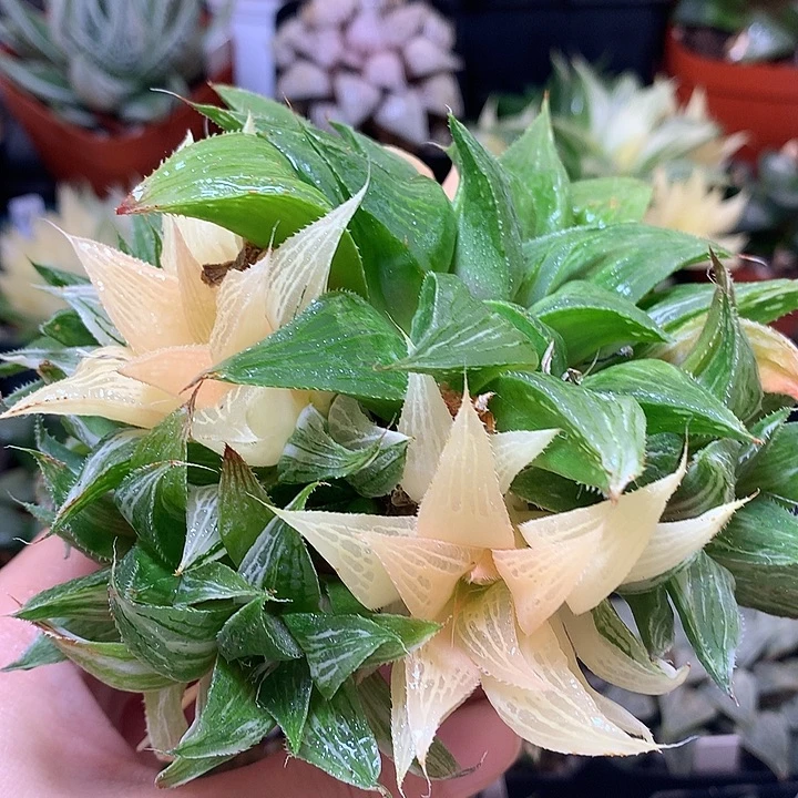 芭提雅寿锦带盆tutou