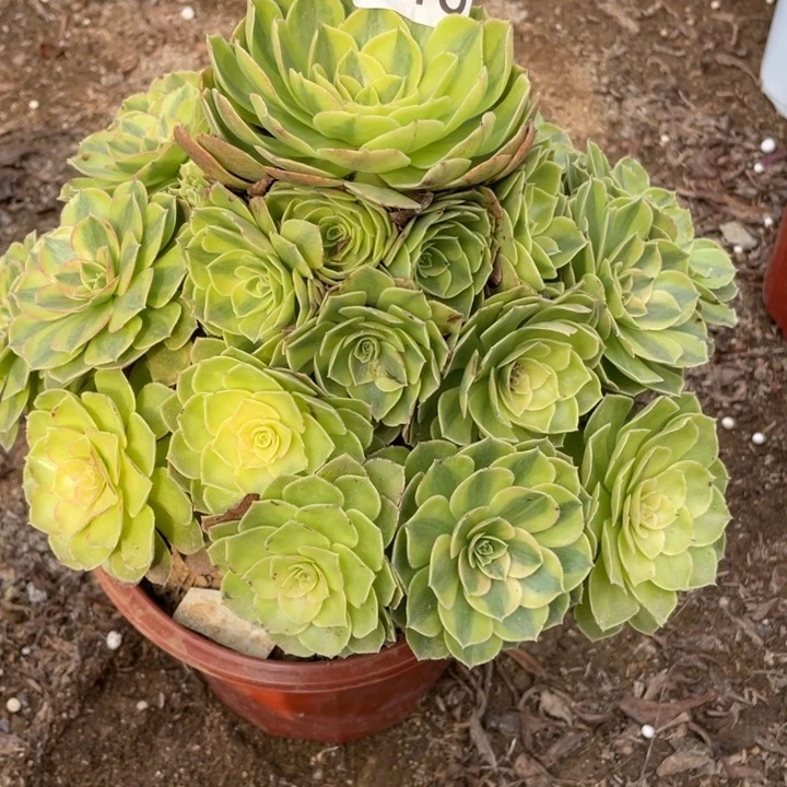 M***g无花朵616多肉植物雨荷