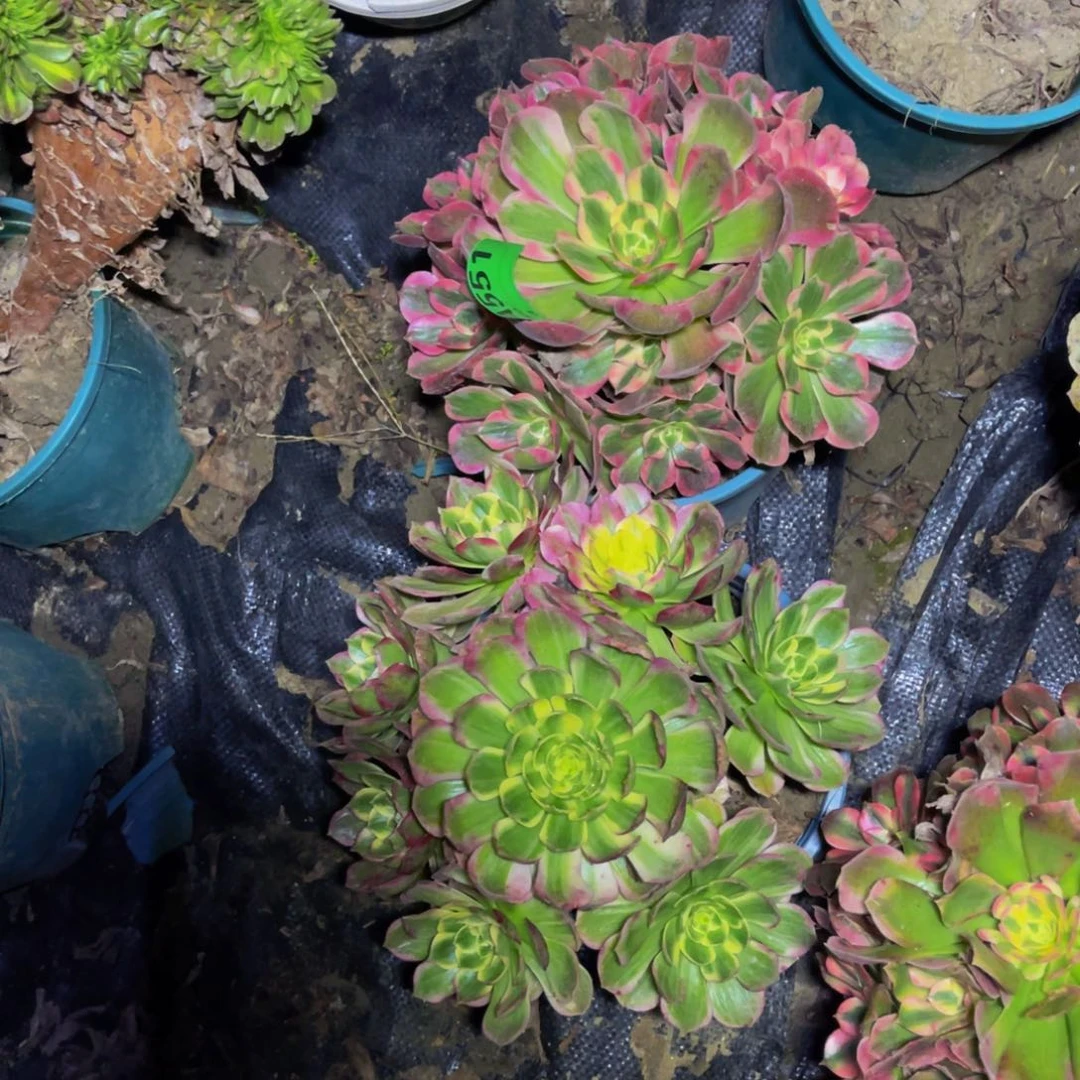 两颗法师朵朵1-12