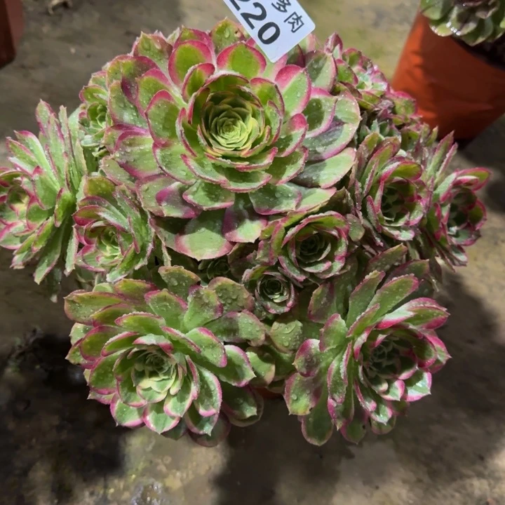 慎**院海王捧花220肉肉
